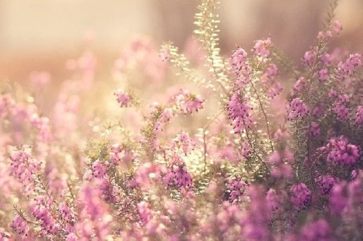 Lila Blütenmeer im Sonnenschein